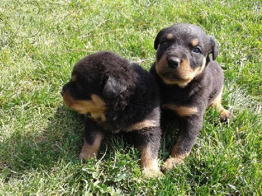 PoulaTo: Kαλή τιμή!!!.Πουλάω όμορφα κουτάβια ράτσα ROTTWEILER- Ροτβαιλερ -250 euro